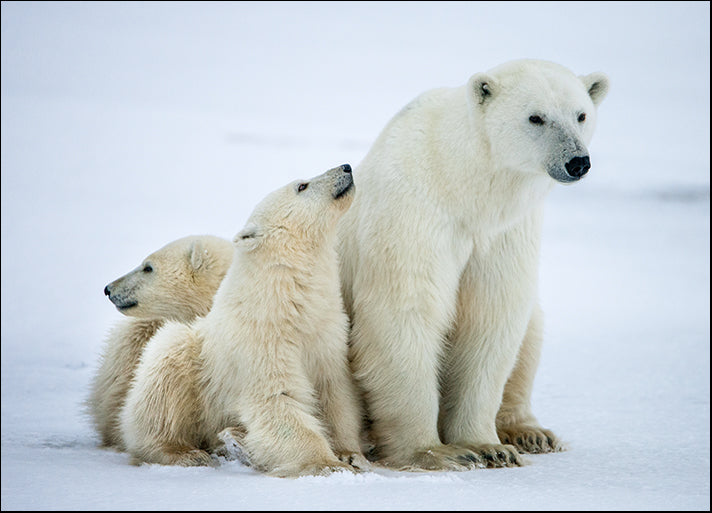 114895187 Polar Bear with Cubs, available in multiple sizes