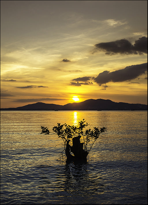 115839836 Sunset with the Mangrove, available in multiple sizes