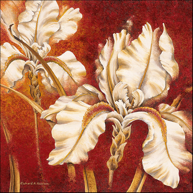11968gg White Iris, by Richard Henson, available in multiple sizes