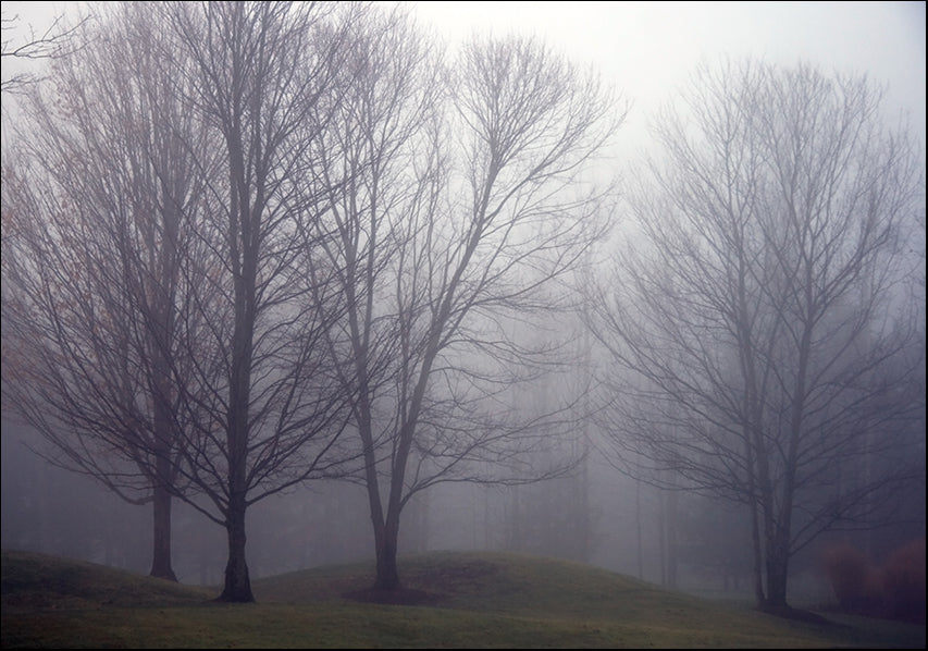 12312165 Misty morning trees, available in multiple sizes