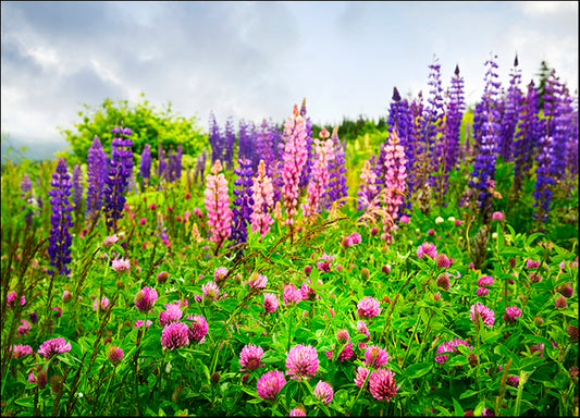 12325829 Purple and Pink wild Flowers, available in multiple sizes - Chamton