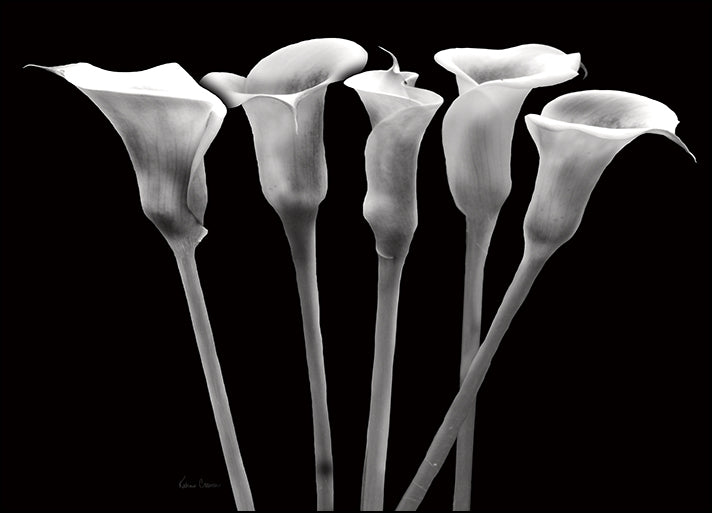 12367gg Lilies at Night, by Katrina Craven, available in multiple sizes