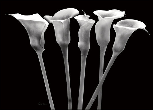 12367gg Lilies at Night, by Katrina Craven, available in multiple sizes