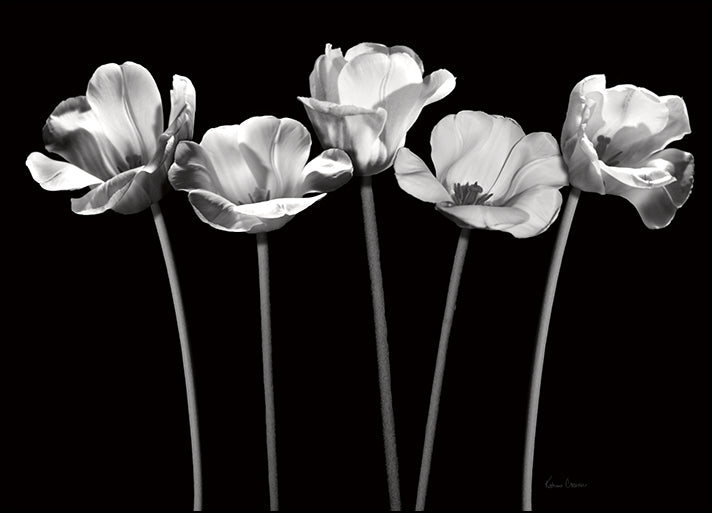 12368gg Tulips at Night, by Katrina Craven, available in multiple sizes - Chamton