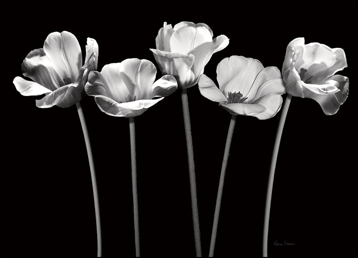12368gg Tulips at Night, by Katrina Craven, available in multiple sizes