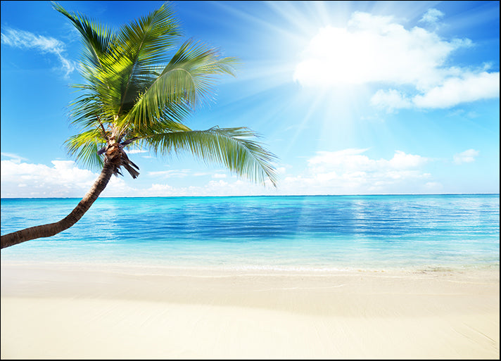 12752624 palm and beach, available in multiple sizes