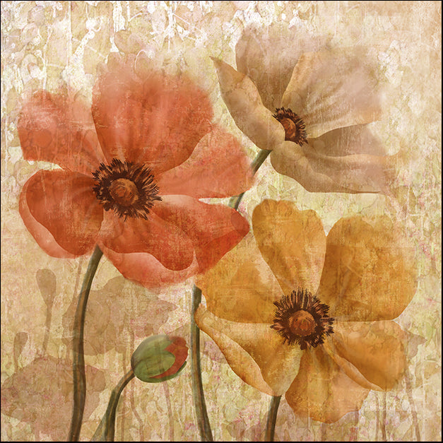 13116gg POPPY ALLURE I, by Conrad Knutsen, available in multiple sizes