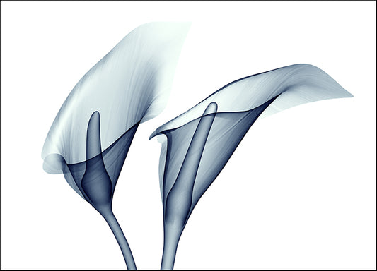131301857 X-Ray Lilly, available in multiple sizes - Chamton