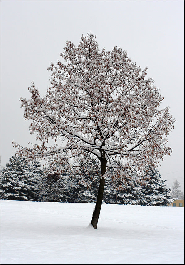 13197705 TREE AND SNOW , available in multiple sizes