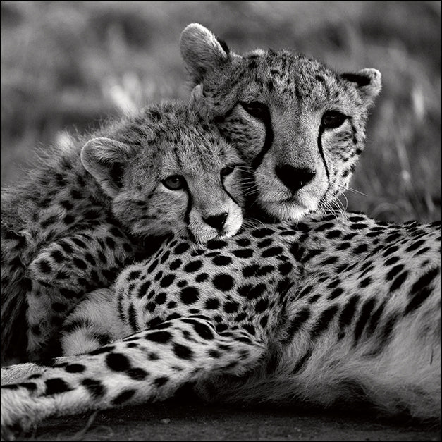 13348gg Cheetah With Cub, by Danita Delimont, available in multiple sizes