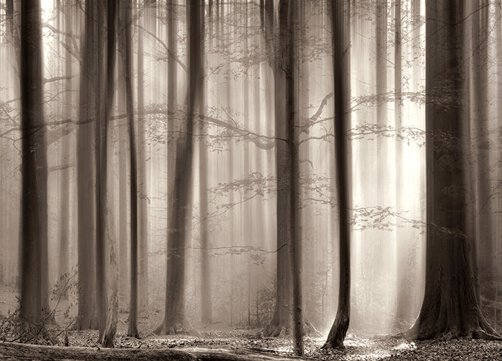 13690gg The Cloaking Woods, by Lars Van de Goor, available in multiple sizes