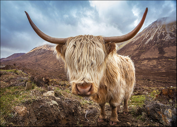 142288223 Highland Cattle at the Glamaig mountains on Isle of Skye Scotland, UK, available in multiple sizes