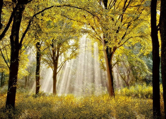14452gg Dressed To Shine, by Lars Van de Goor, available in multiple sizes