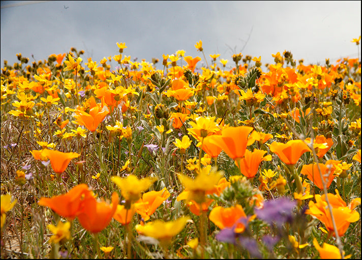 14666543 California Wild Flowers, available in multiple sizes - Chamton