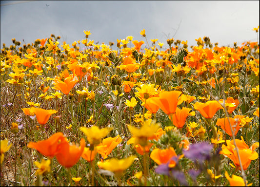 14666543 California Wild Flowers, available in multiple sizes - Chamton
