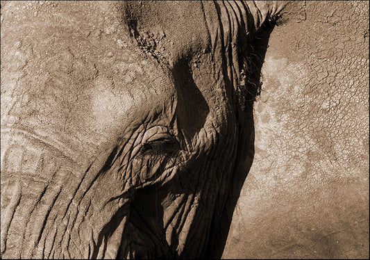 14693883 Elephant , available in multiple sizes