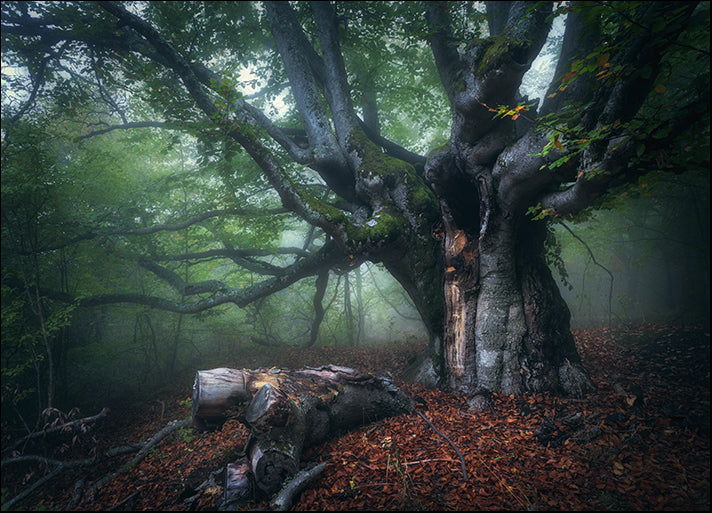 147818318 Forest in fog Mystical autumn forest in fog in the morning Old Tree, available in multiple sizes
