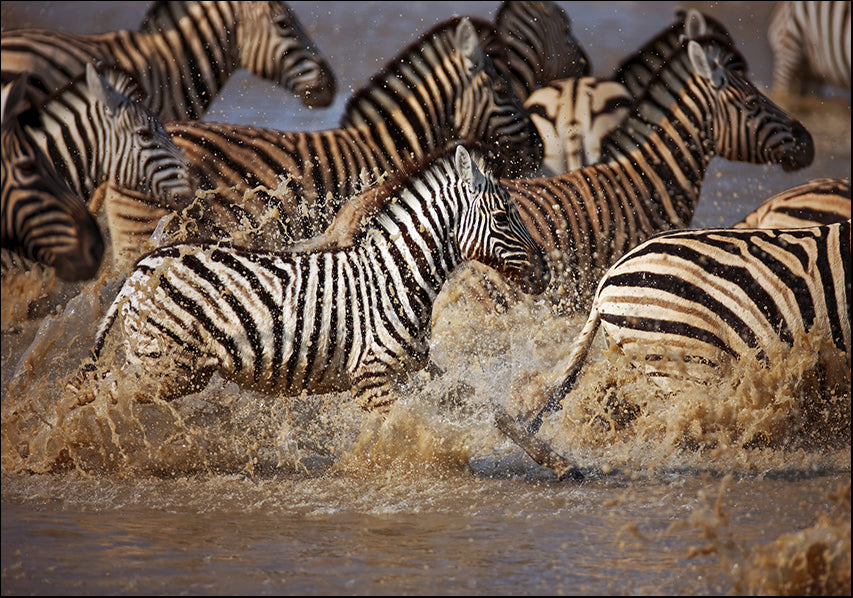 14907303 Zebras running, available in multiple sizes