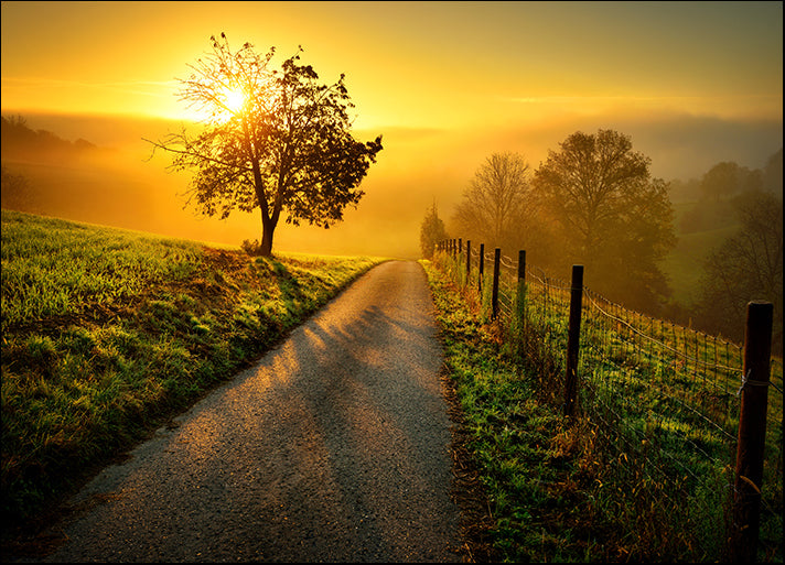 151548350 rural landscape on a hill with a tree on a meadow at sunrise, available in multiple sizes