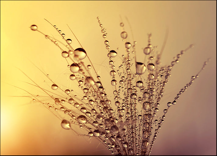 152383118 Floral Dew drop on thistle seed at sunset close up flower, available in multiple sizes - Chamton