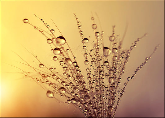 152383118 Floral Dew drop on thistle seed at sunset close up flower, available in multiple sizes - Chamton