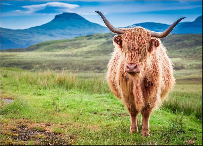 153313739 Highland cow in Isle of Skye Scotland, available in multiple sizes