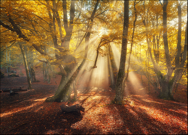 154073231 Autumn forest in fog with sun rays Magical old trees at sunrise, available in multiple sizes