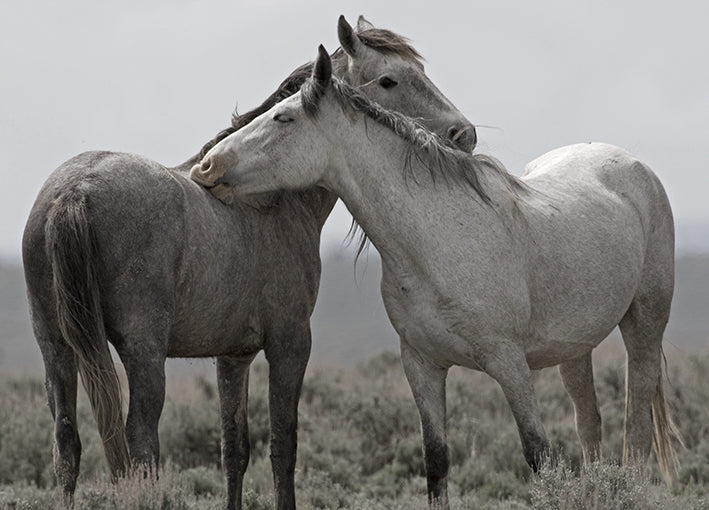 15569gg Affection, by Danita Delimont, available in multiple sizes - Chamton