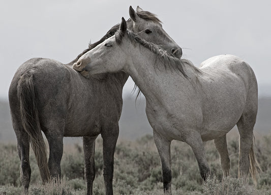 15569gg Affection, by Danita Delimont, available in multiple sizes - Chamton