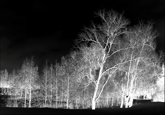 15570972 Lighted tree , available in multiple sizes