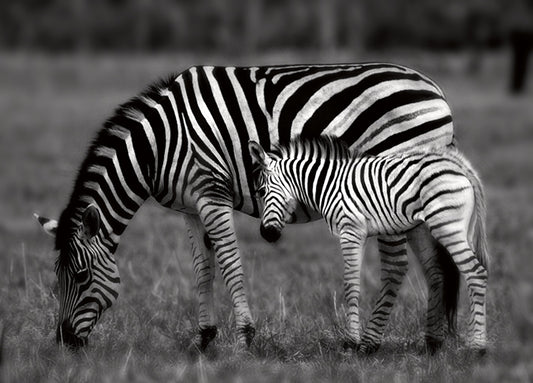 15570gg Botswana Afternoon, by Danita Delimont, available in multiple sizes