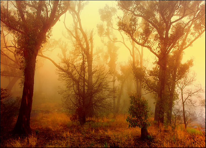 15654458 Sunrise on a Foggy Morning, available in multiple sizes