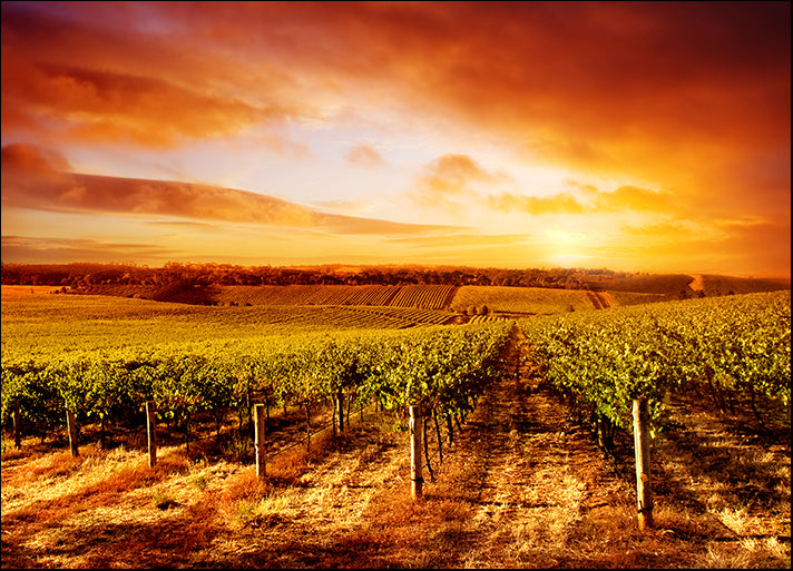 15655526 South Australian Vineyard Sunset, available in multiple sizes - Chamton