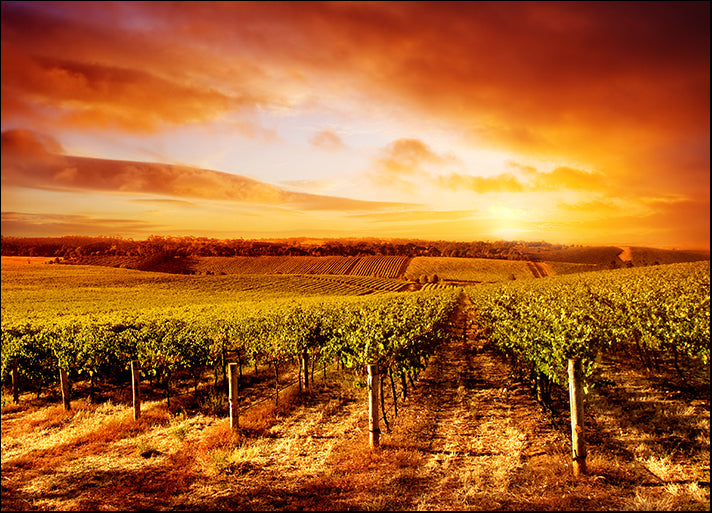 15655526 South Australian Vineyard Sunset, available in multiple sizes