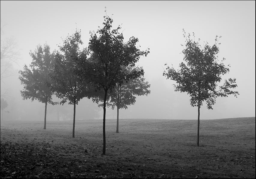 15800849 Trees in the mist, available in multiple sizes