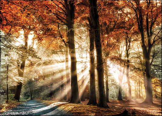 16367gg Dreaming in Color, by Lars Van de Goor, available in multiple sizes - Chamton