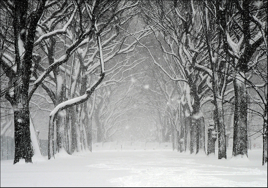 1647148 Tree path in the snow, available in multiple sizes