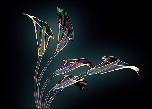 165500009 X-Ray Lilly I, available in multiple sizes - Chamton