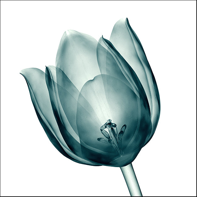 165678407 X-Ray Tulip II, available in multiple sizes