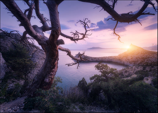 165701459 old tree in crimean mountains at sunrise, available in multiple sizes