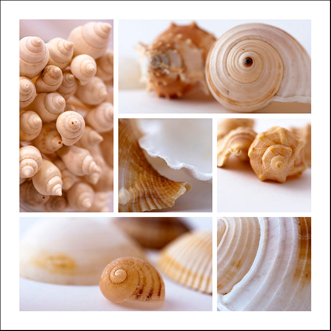 16618613 Sea Shells, available in multiple sizes
