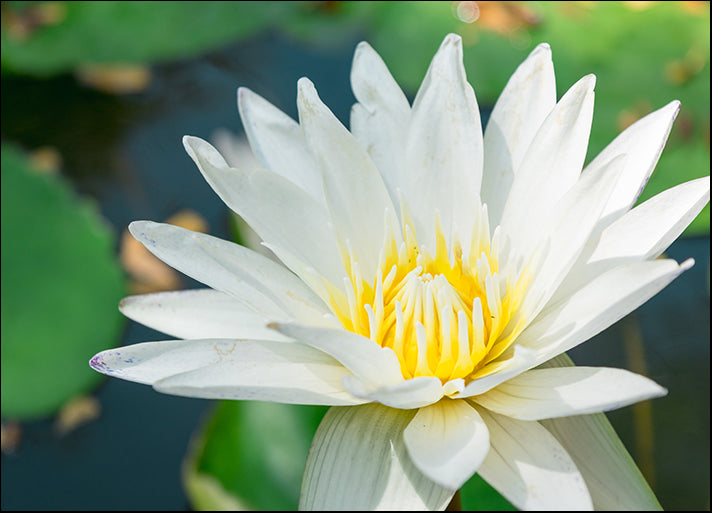 167361440 floral White lotus against the water and green leaves flower, available in multiple sizes