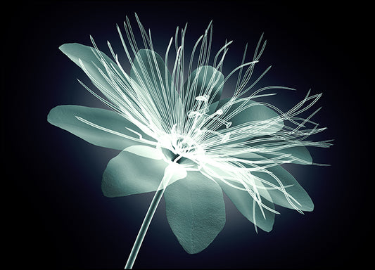 167480102 X-Ray Flower, available in multiple sizes