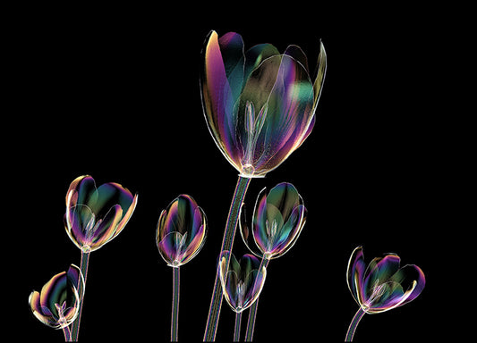 167485193 X-Ray Tulip II, available in multiple sizes