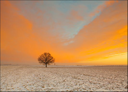 168837497 Lonely tree on the field in the frosty morning Amazing winter landscape, available in multiple sizes