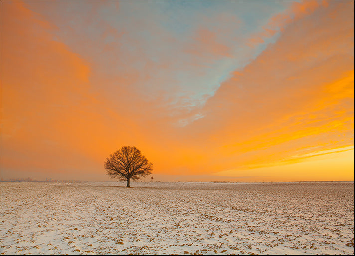 168837497 Lonely tree on the field in the frosty morning Amazing winter landscape, available in multiple sizes