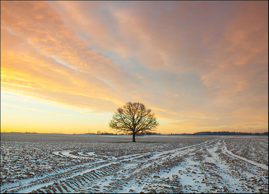 168837515 Lonely tree on the field in the frosty morning Amazing winter landscape, available in multiple sizes