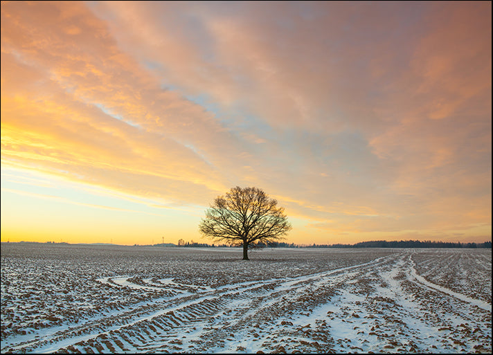 168837515 Lonely tree on the field in the frosty morning Amazing winter landscape, available in multiple sizes