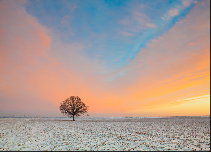 168843002 Lonely tree on the field in the frosty morning Amazing winter landscape, available in multiple sizes - Chamton