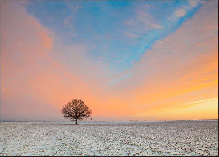 168843002 Lonely tree on the field in the frosty morning Amazing winter landscape, available in multiple sizes